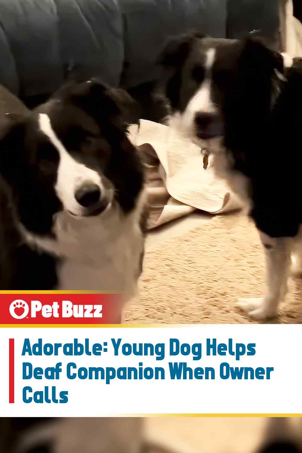 Adorable: Young Dog Helps Deaf Companion When Owner Calls