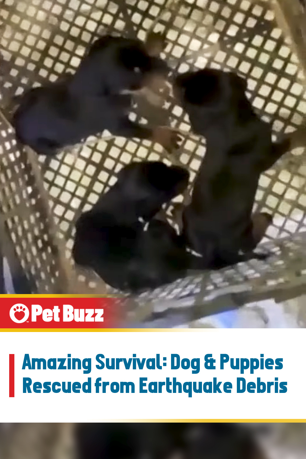 Amazing Survival: Dog & Puppies Rescued from Earthquake Debris