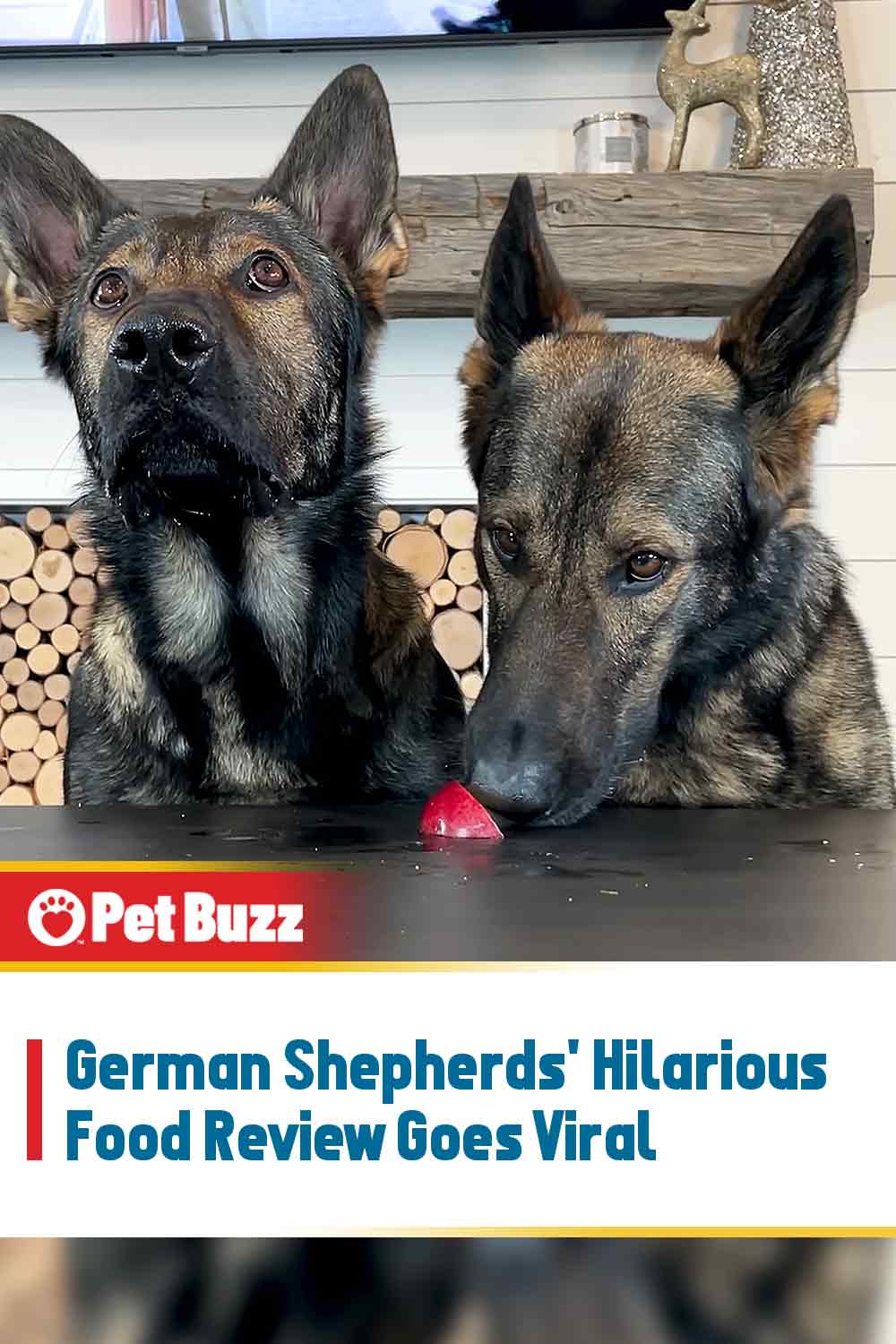 German Shepherds\' Hilarious Food Review Goes Viral
