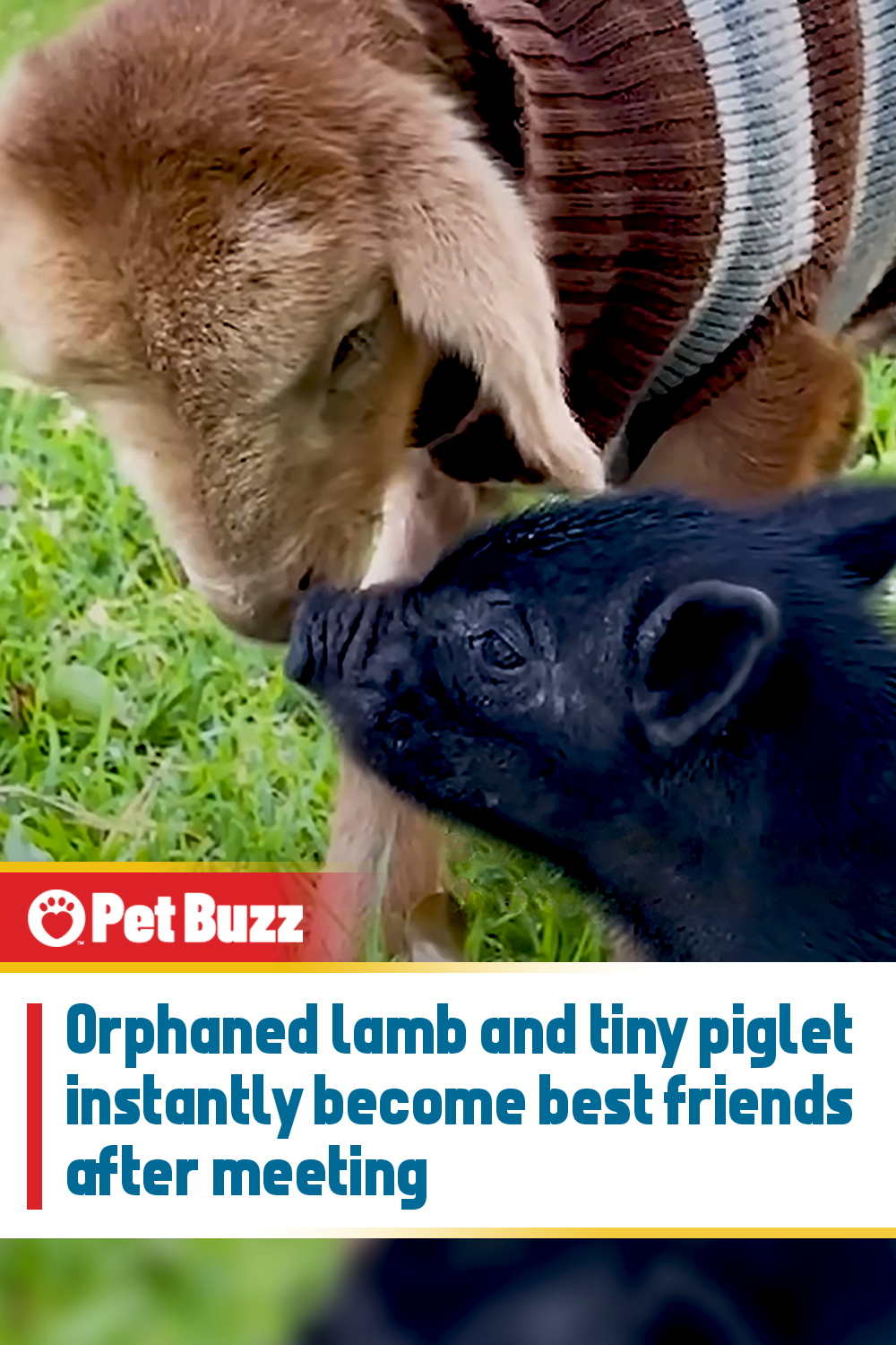 Orphaned lamb and tiny piglet instantly become best friends after meeting
