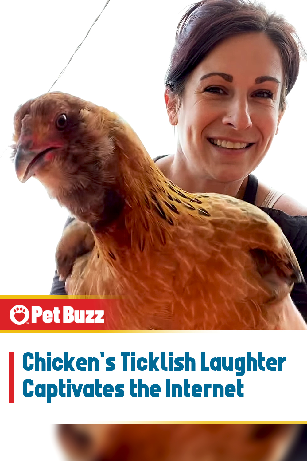 Chicken\'s Ticklish Laughter Captivates the Internet