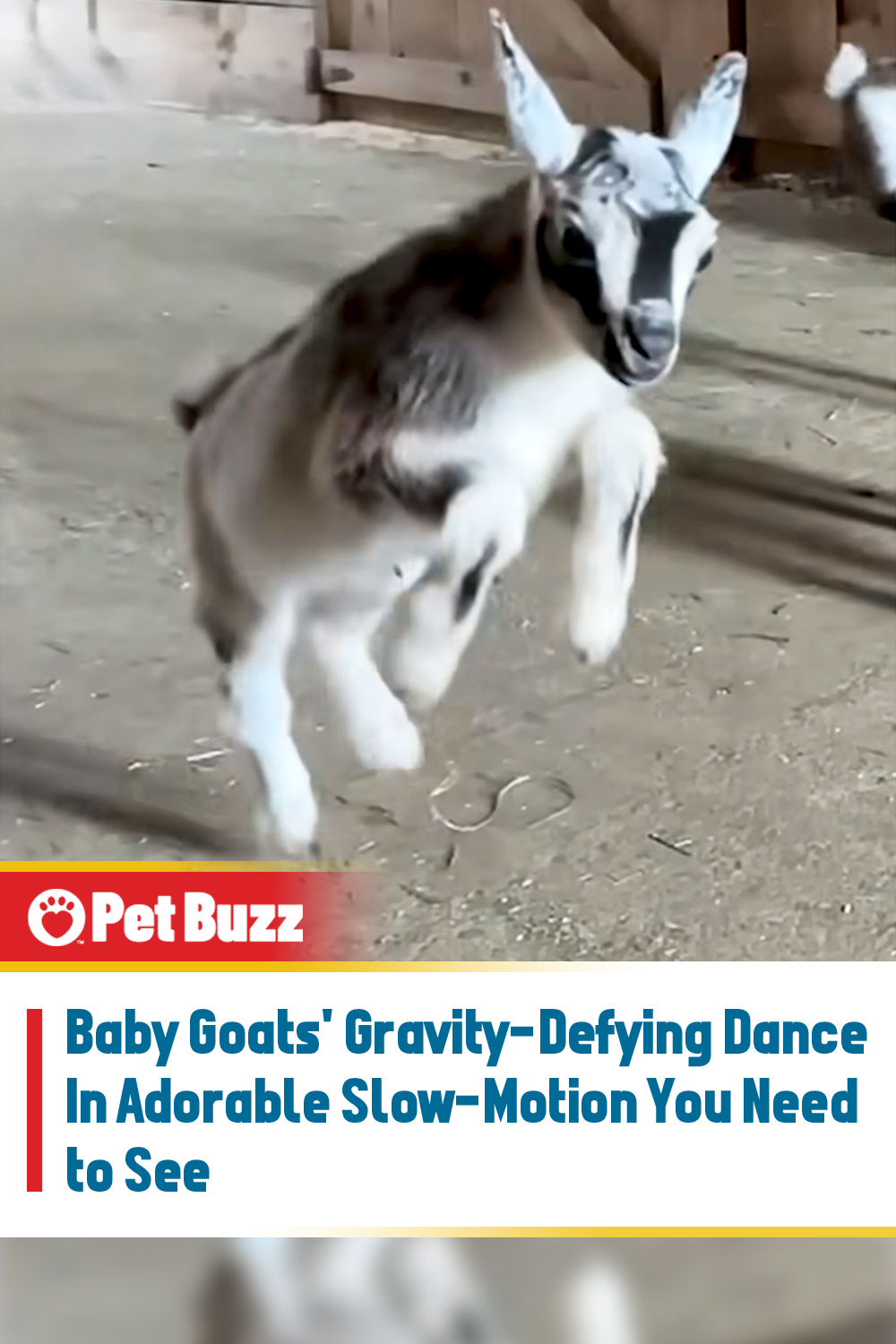 Baby Goats\' Gravity-Defying Dance In Adorable Slow-Motion You Need to See