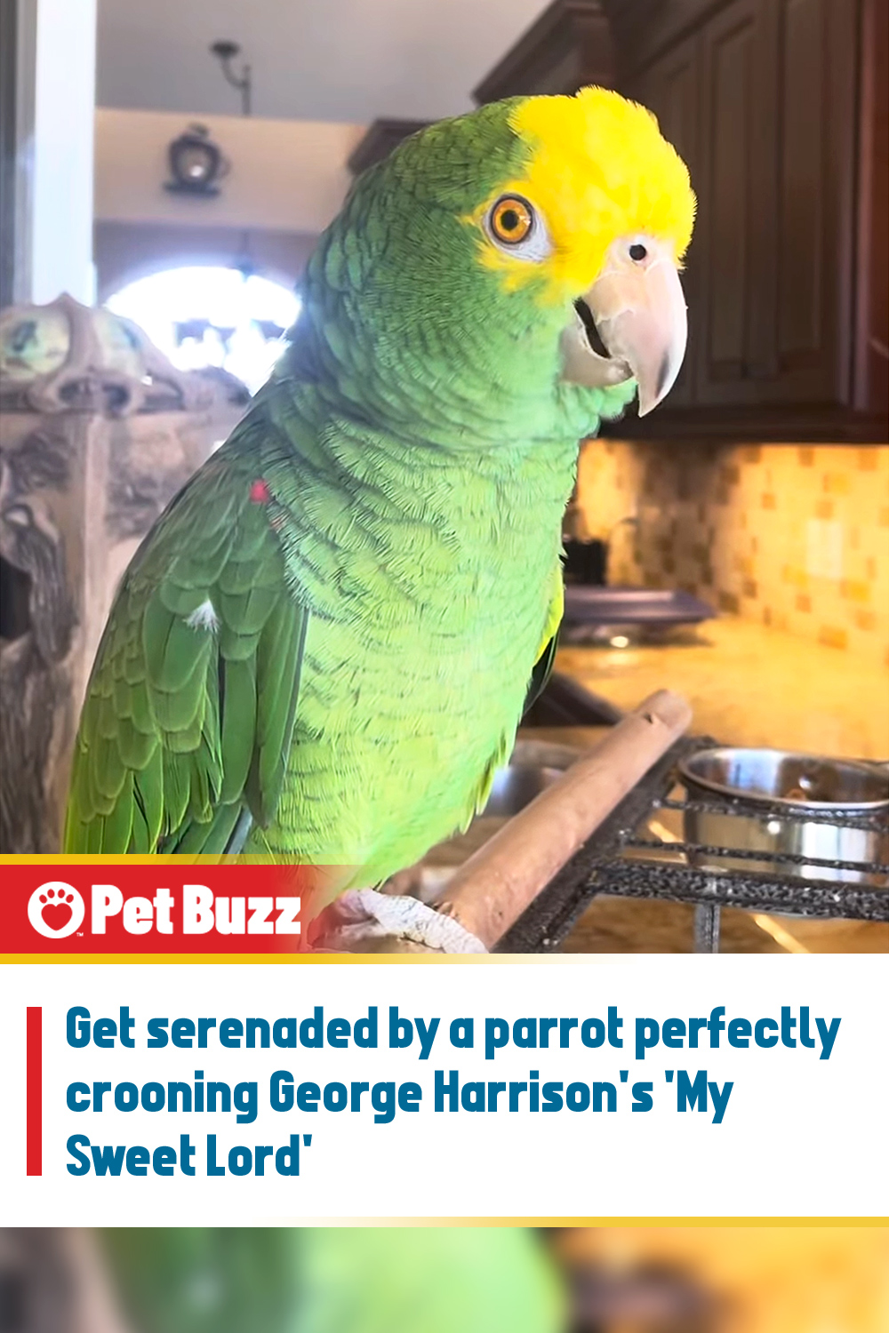 Get serenaded by a parrot perfectly crooning George Harrison\'s \'My Sweet Lord\'