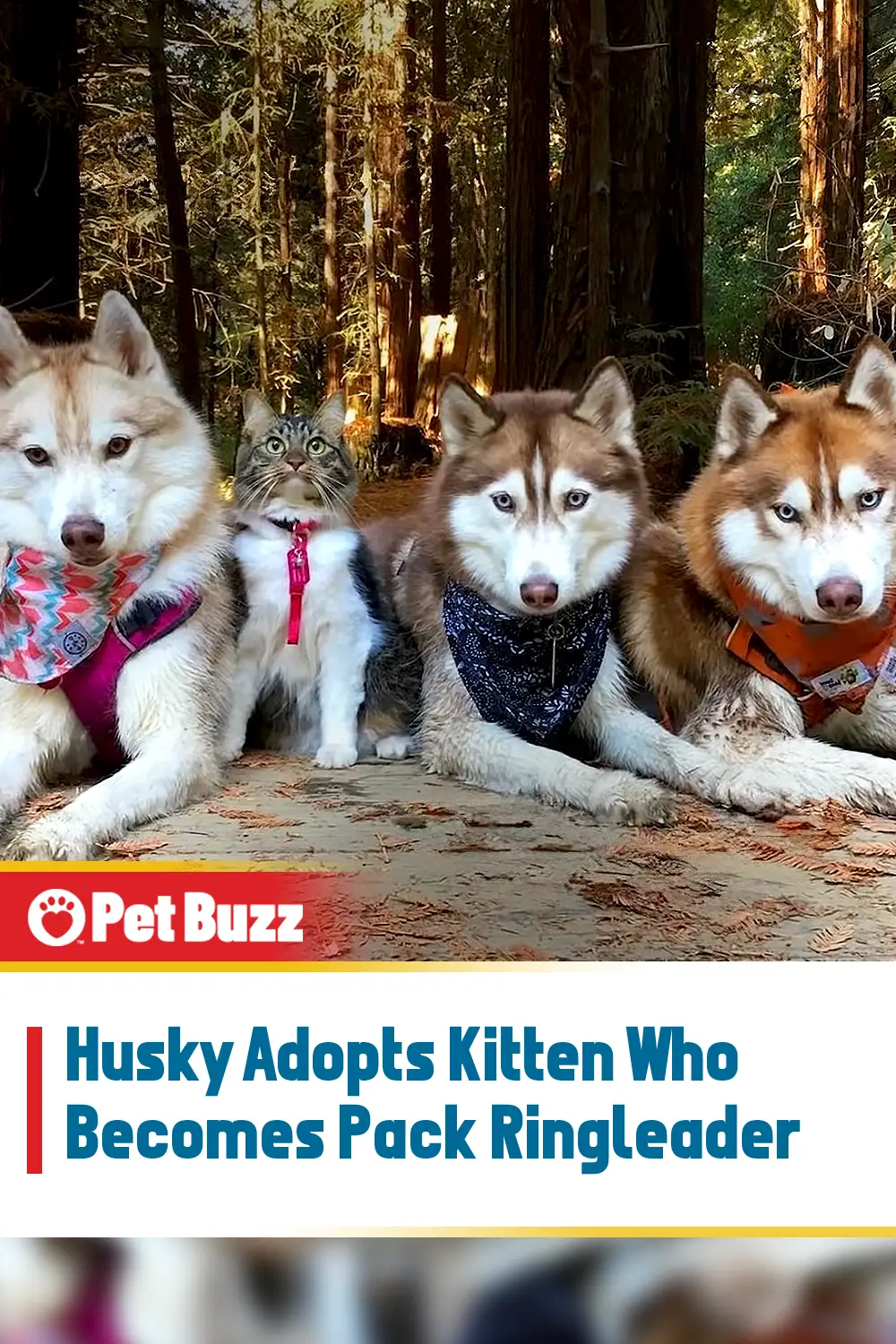 Husky Adopts Kitten Who Becomes Pack Ringleader