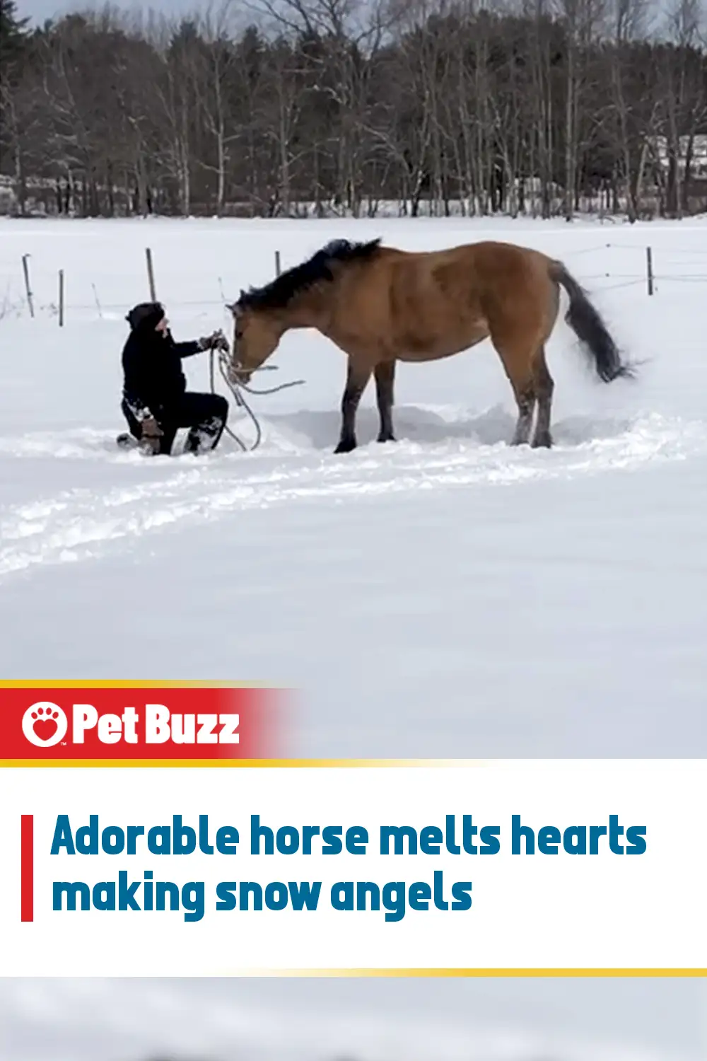 Adorable horse melts hearts making snow angels