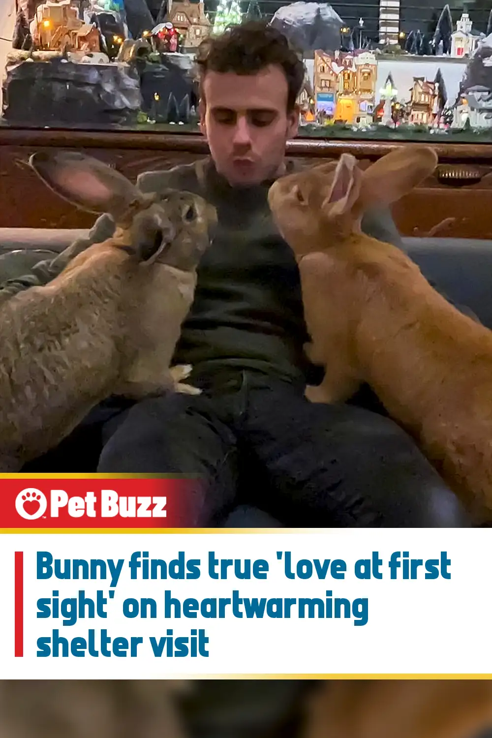 Bunny finds true \'love at first sight\' on heartwarming shelter visit