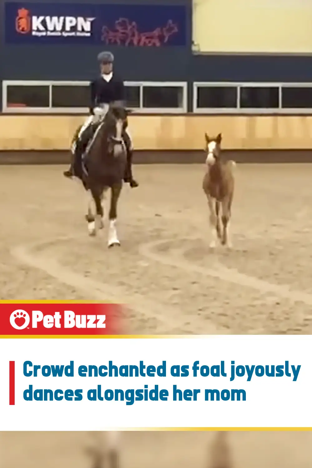 Crowd enchanted as foal joyously dances alongside her mom