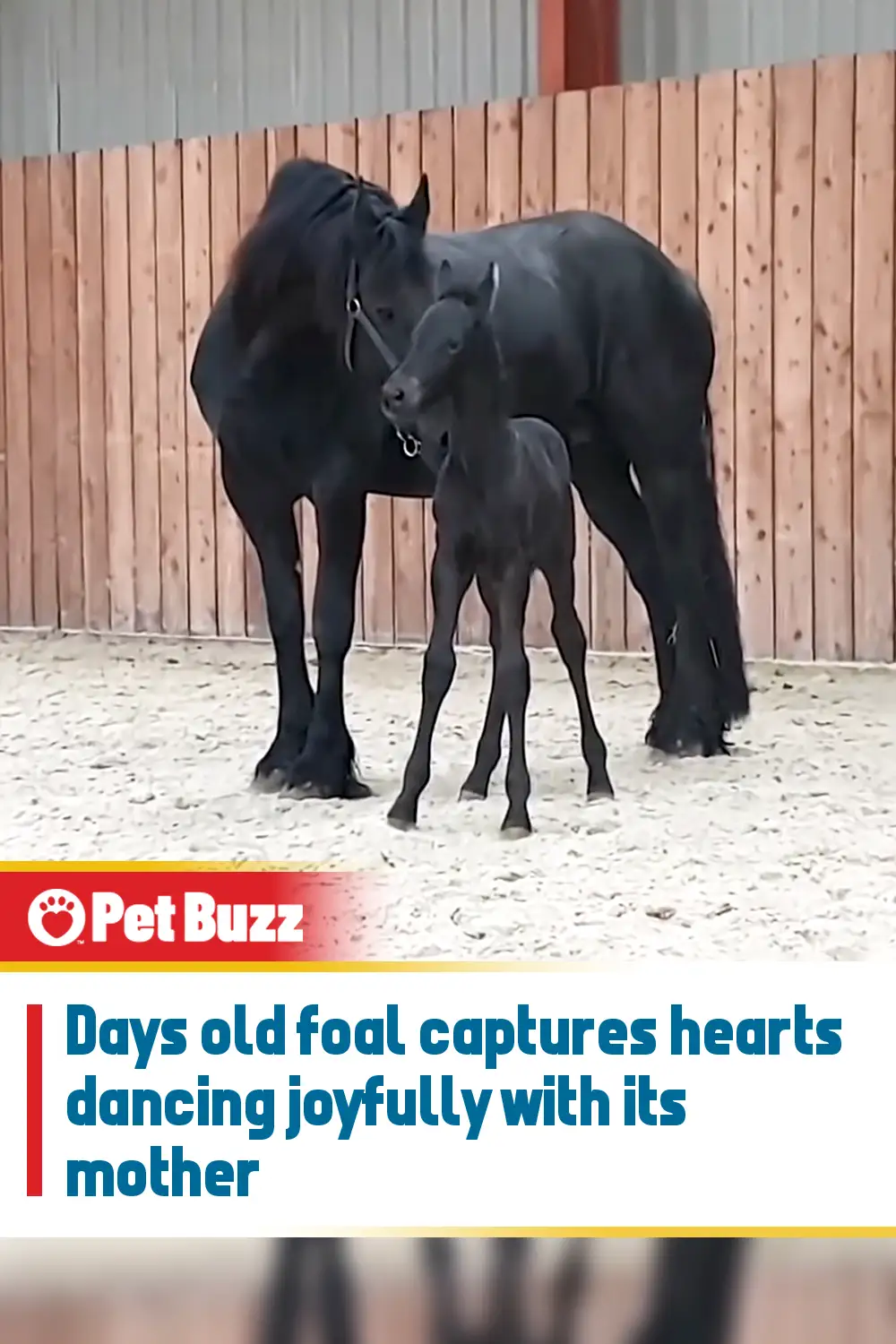 Days old foal captures hearts dancing joyfully with its mother