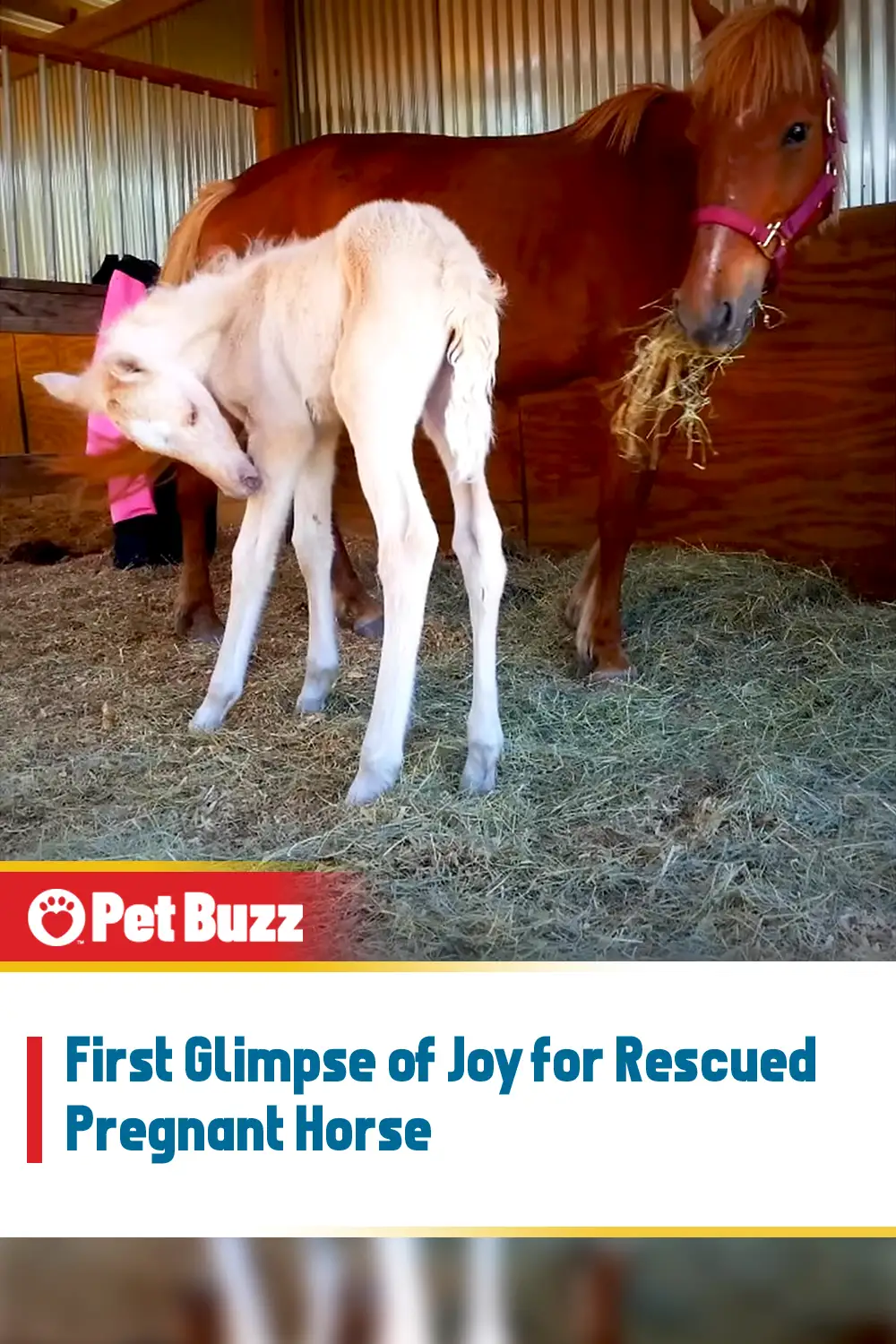 First Glimpse of Joy for Rescued Pregnant Horse
