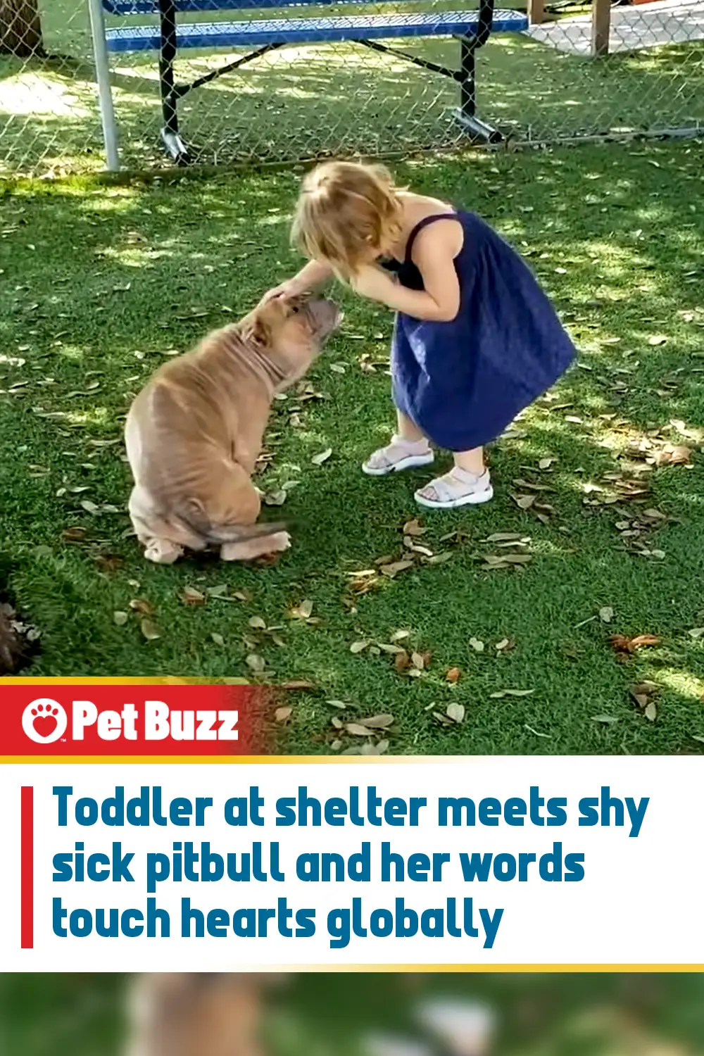 Toddler at shelter meets shy sick pitbull and her words touch hearts globally