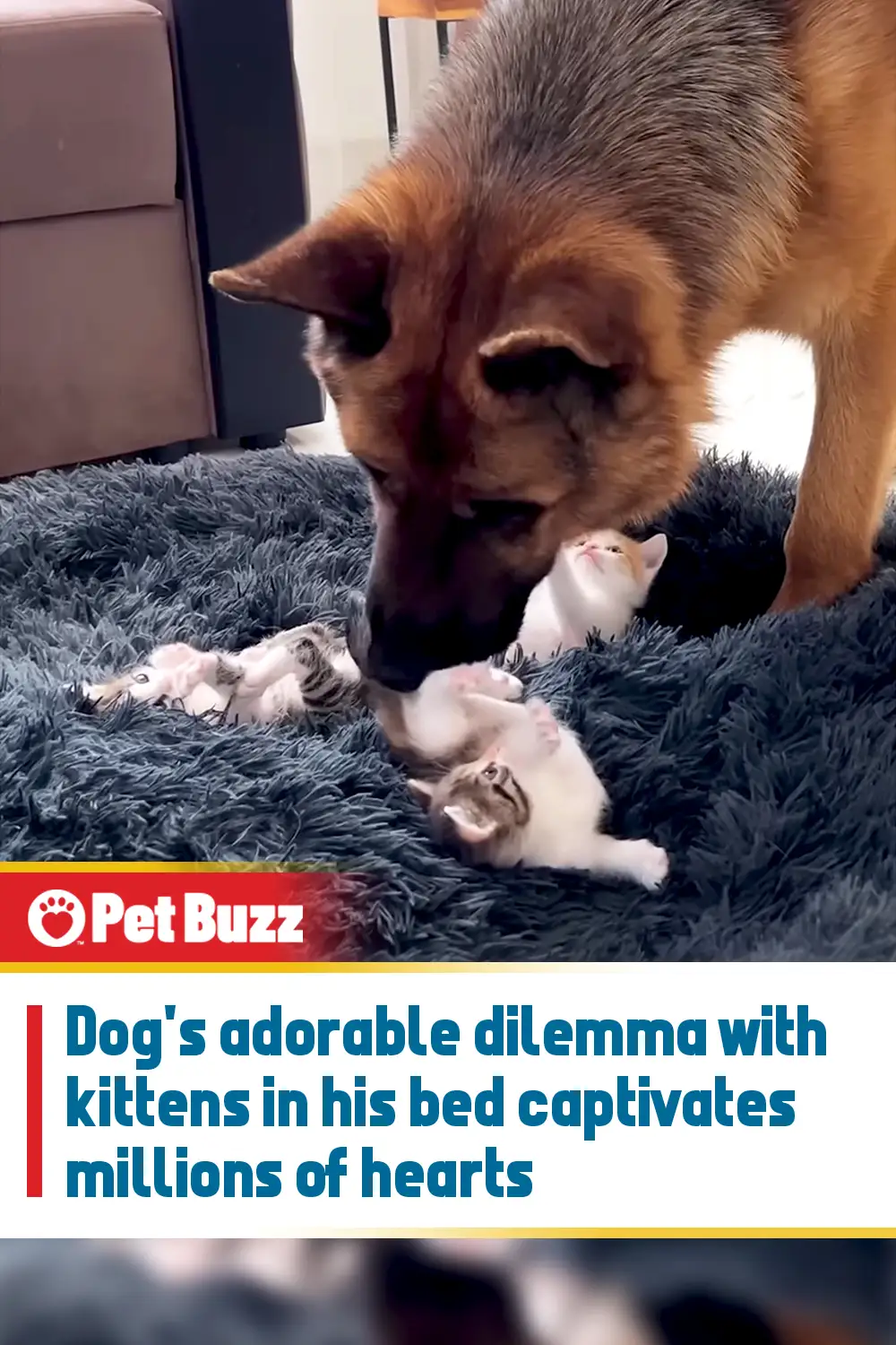 Dog\'s adorable dilemma with kittens in his bed captivates millions of hearts