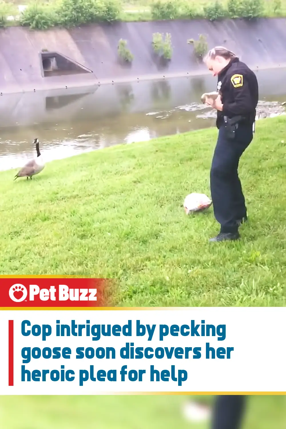 Cop intrigued by pecking goose soon discovers her heroic plea for help