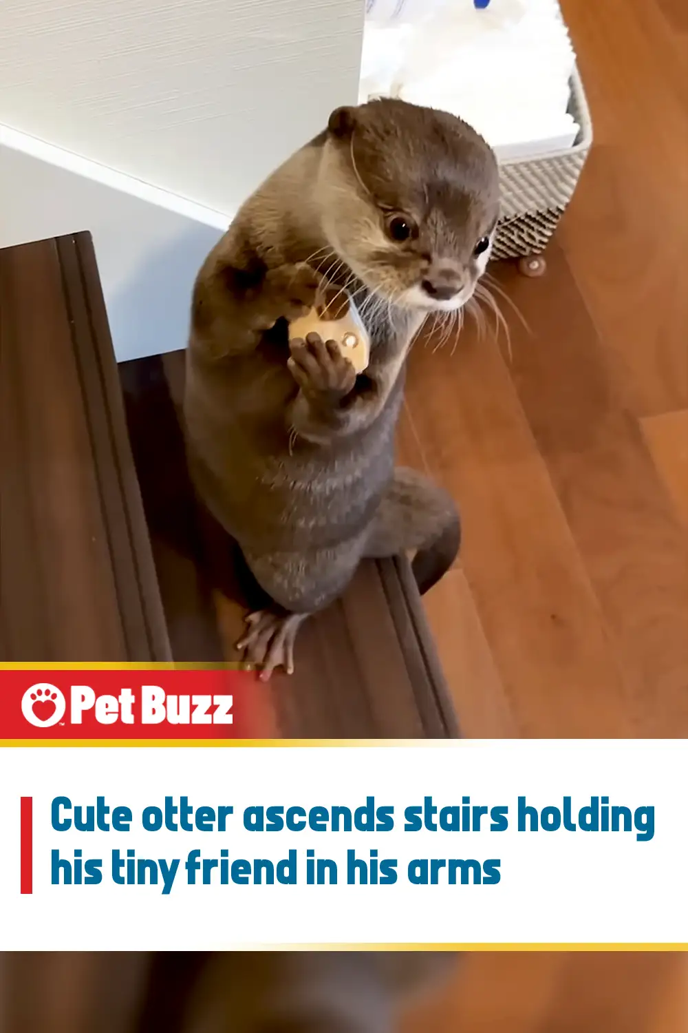 Cute otter ascends stairs holding his tiny friend in his arms
