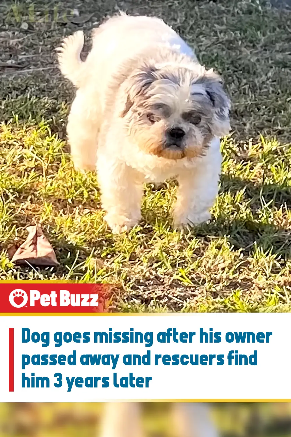 Dog goes missing after his owner passed away and rescuers find him 3 years later