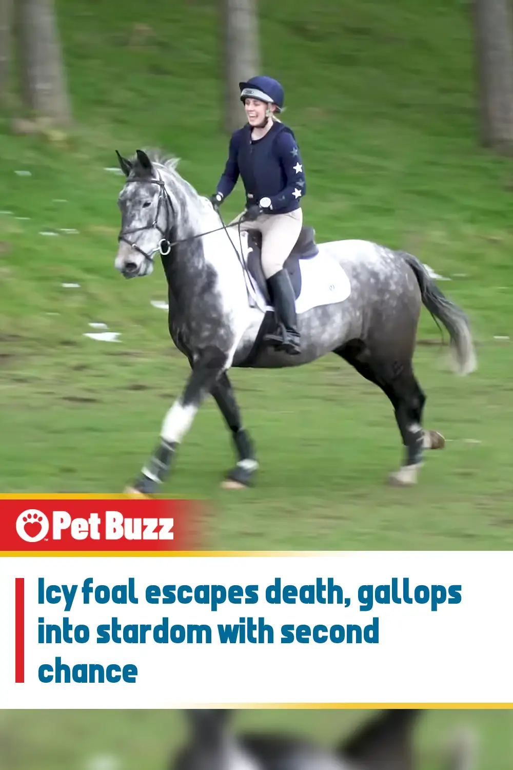 Icy foal escapes death, gallops into stardom with second chance