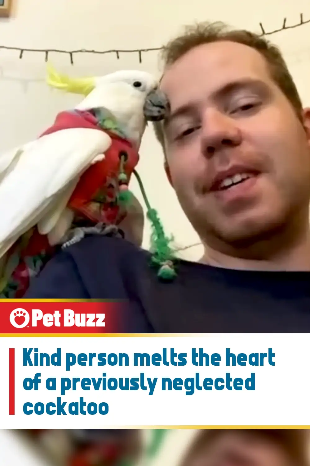 Kind person melts the heart of a previously neglected cockatoo