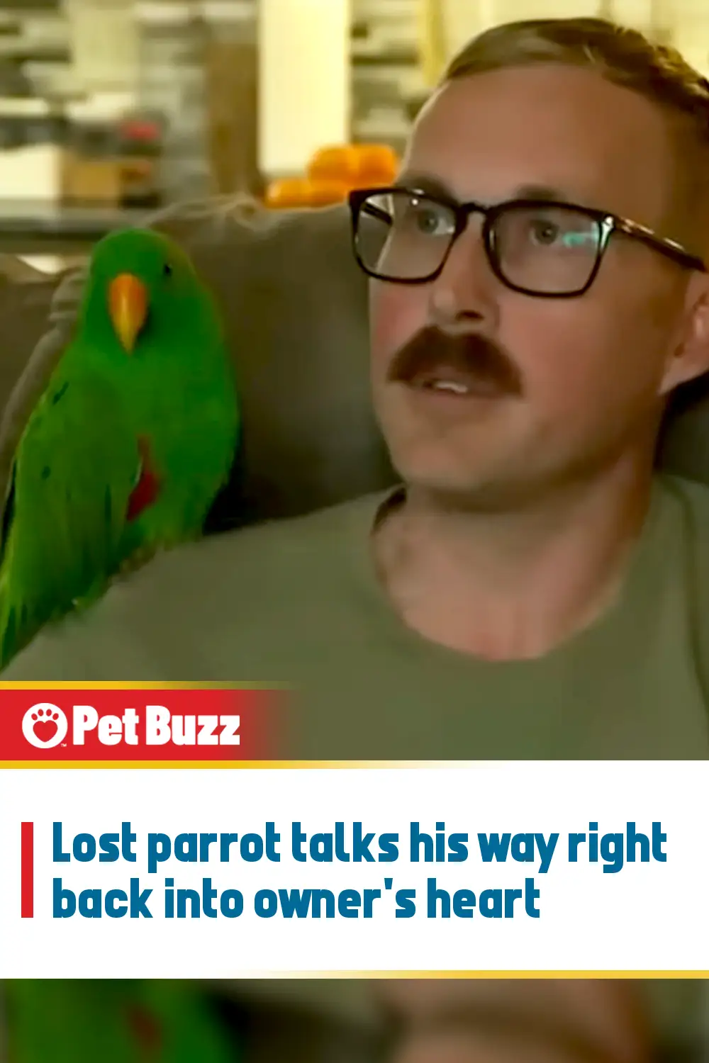 Lost parrot talks his way right back into owner\'s heart