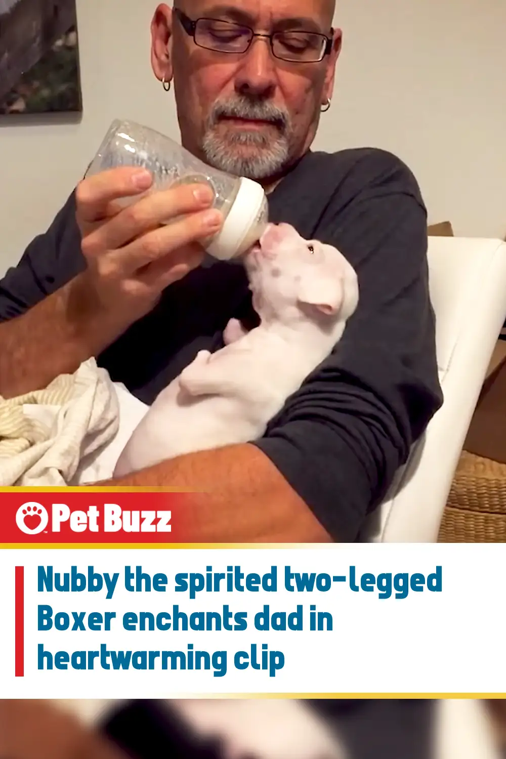 Nubby the spirited two-legged Boxer enchants dad in heartwarming clip