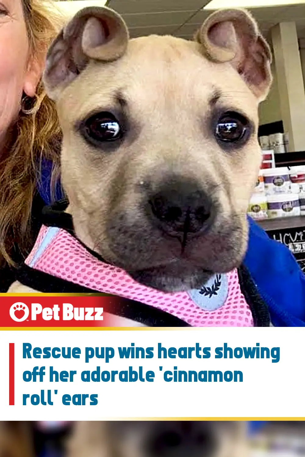 Rescue pup wins hearts showing off her adorable \'cinnamon roll\' ears