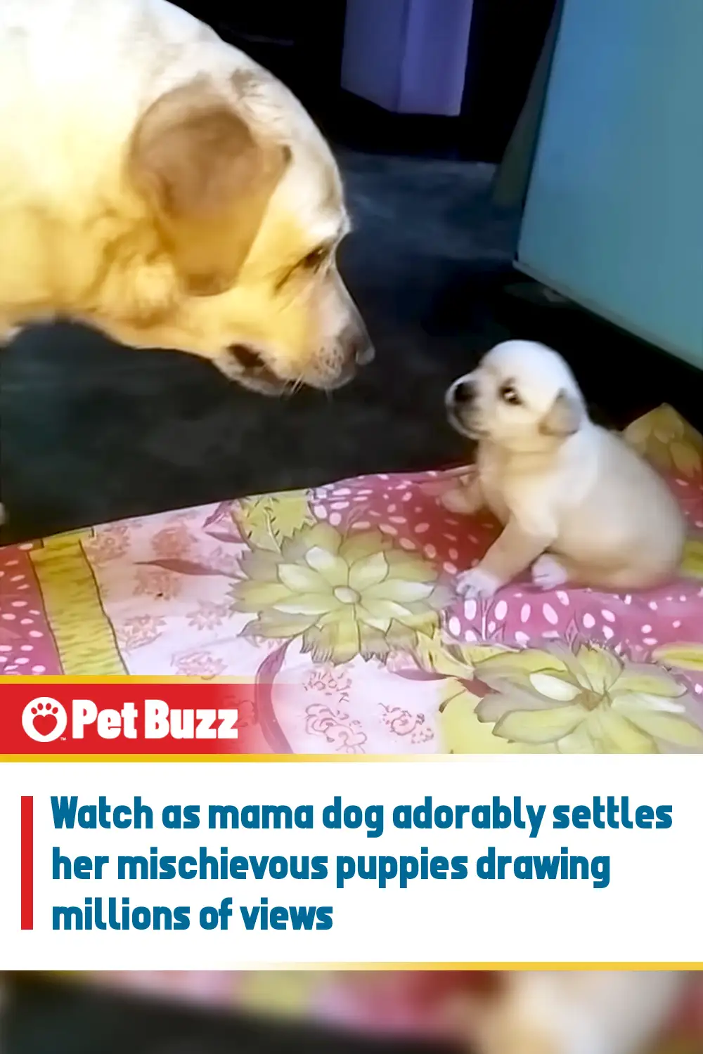 Watch as mama dog adorably settles her mischievous puppies drawing millions of views