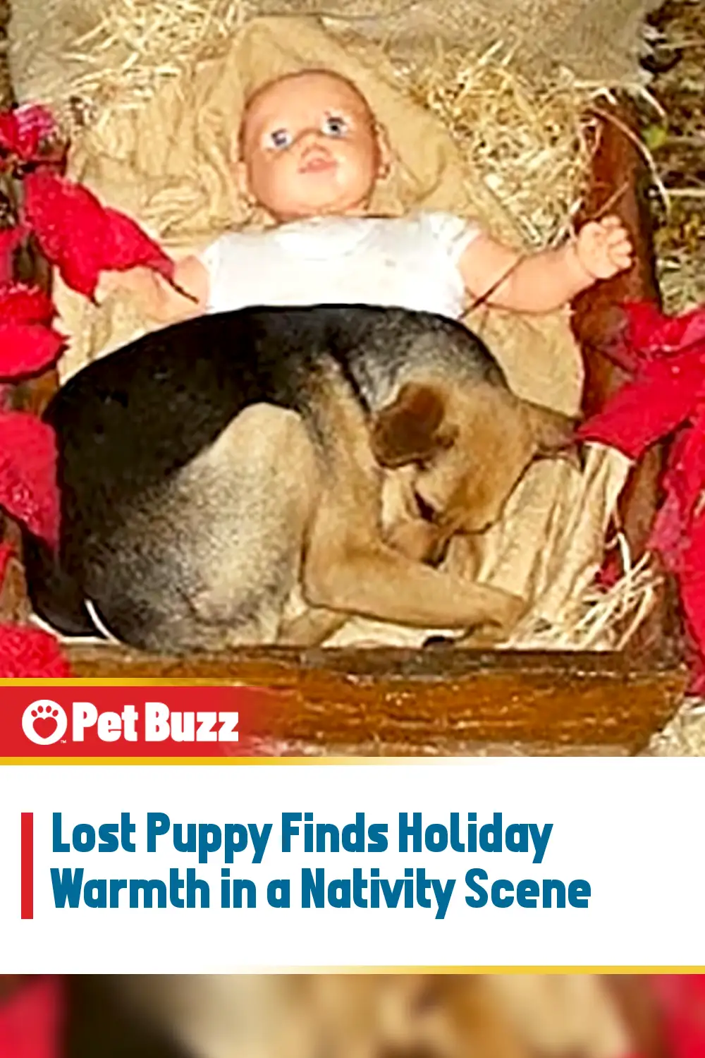 Lost Puppy Finds Holiday Warmth in a Nativity Scene