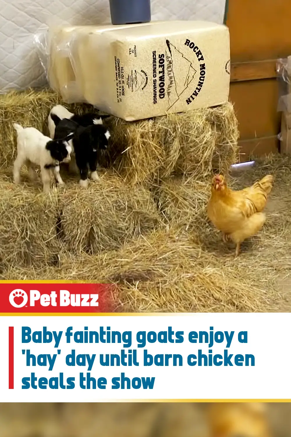 Baby fainting goats enjoy a \'hay\' day until barn chicken steals the show