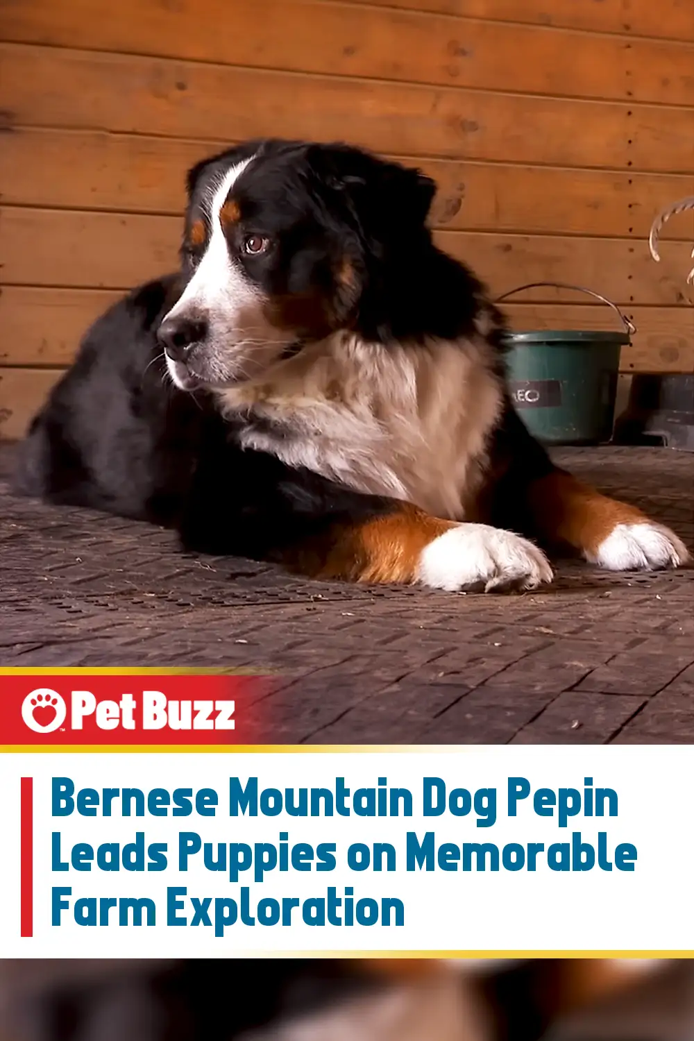 Bernese Mountain Dog Pepin Leads Puppies on Memorable Farm Exploration