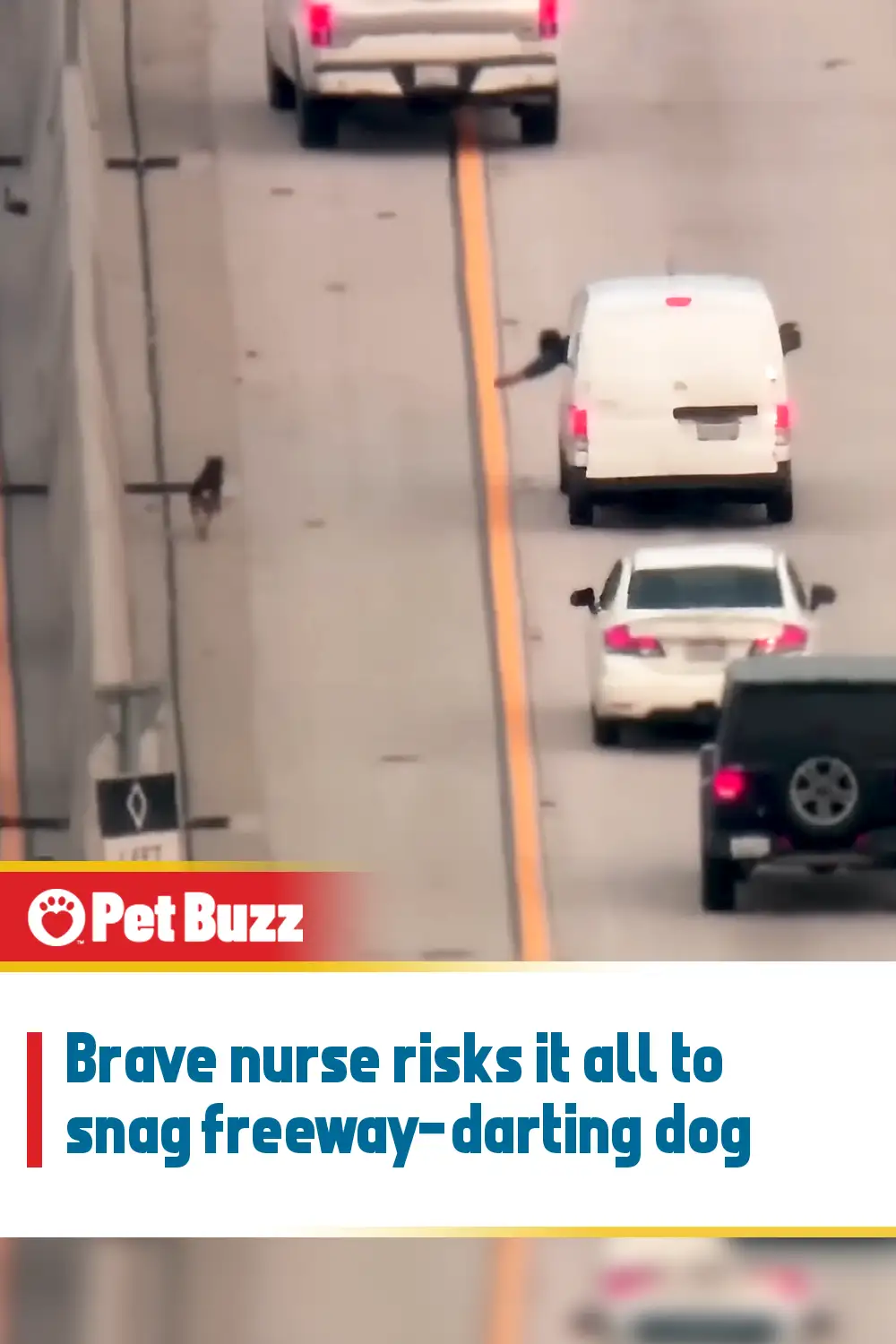 Brave nurse risks it all to snag freeway-darting dog