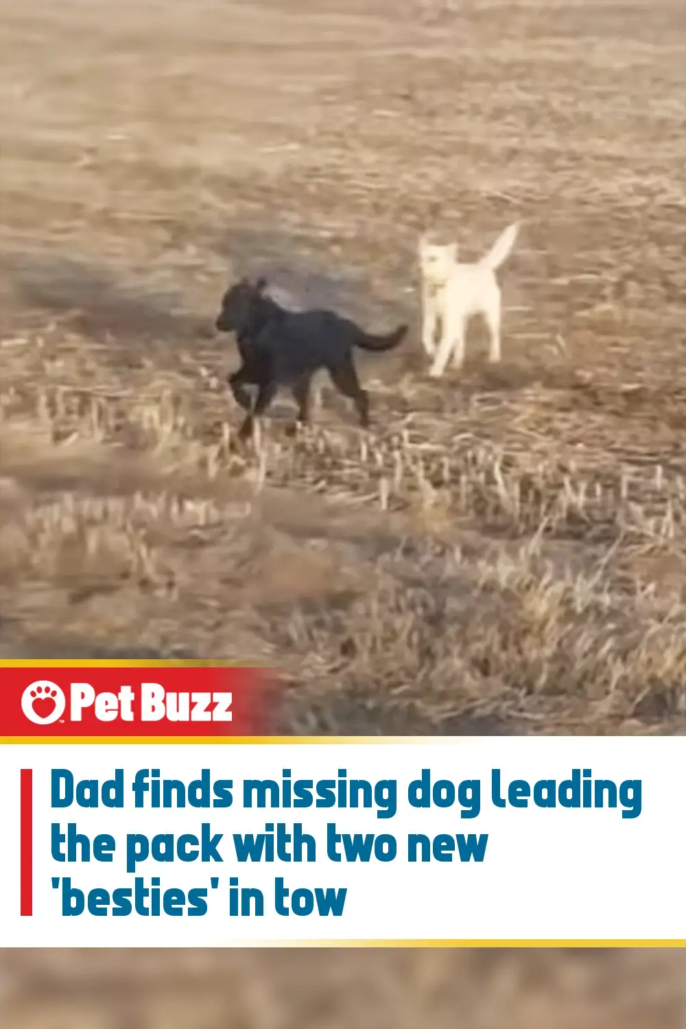 Dad finds missing dog leading the pack with two new \'besties\' in tow