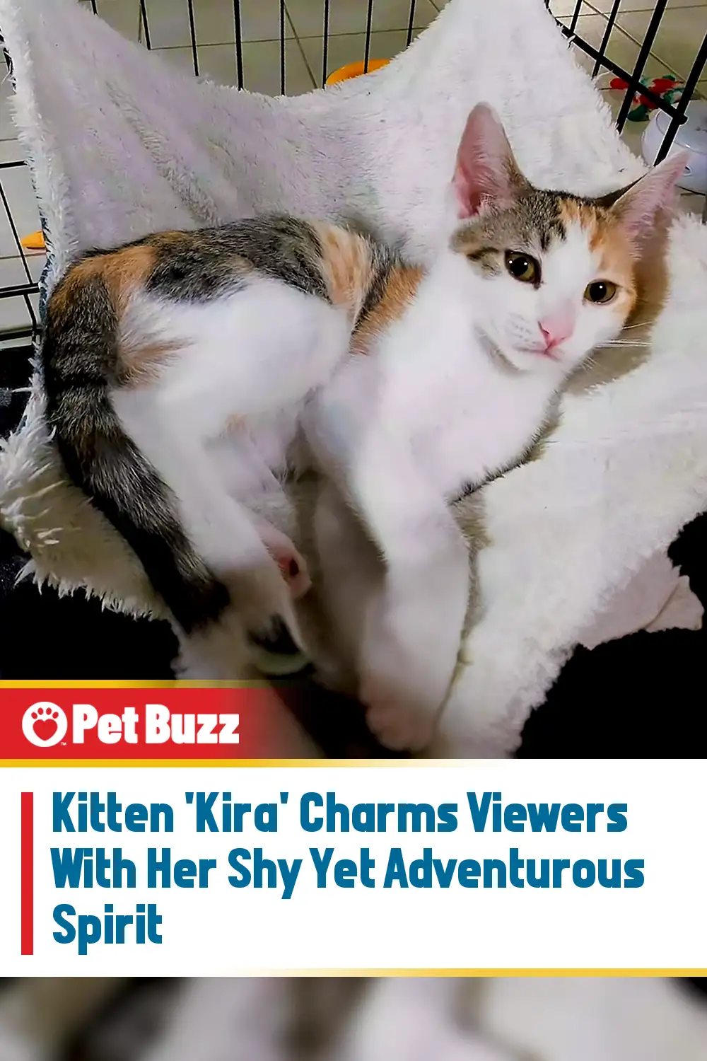 Kitten \'Kira\' Charms Viewers With Her Shy Yet Adventurous Spirit