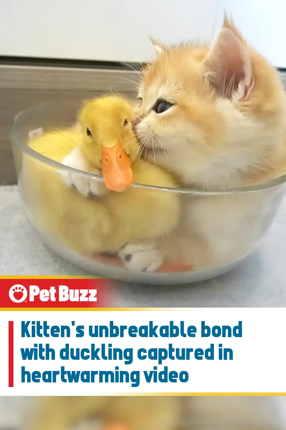 Kitten\'s unbreakable bond with duckling captured in heartwarming video