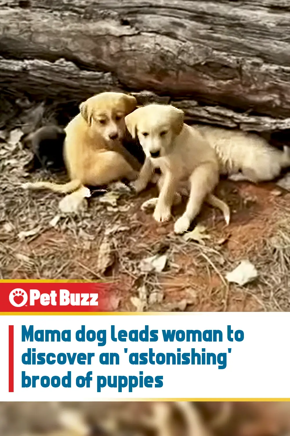 Mama dog leads woman to discover an \'astonishing\' brood of puppies
