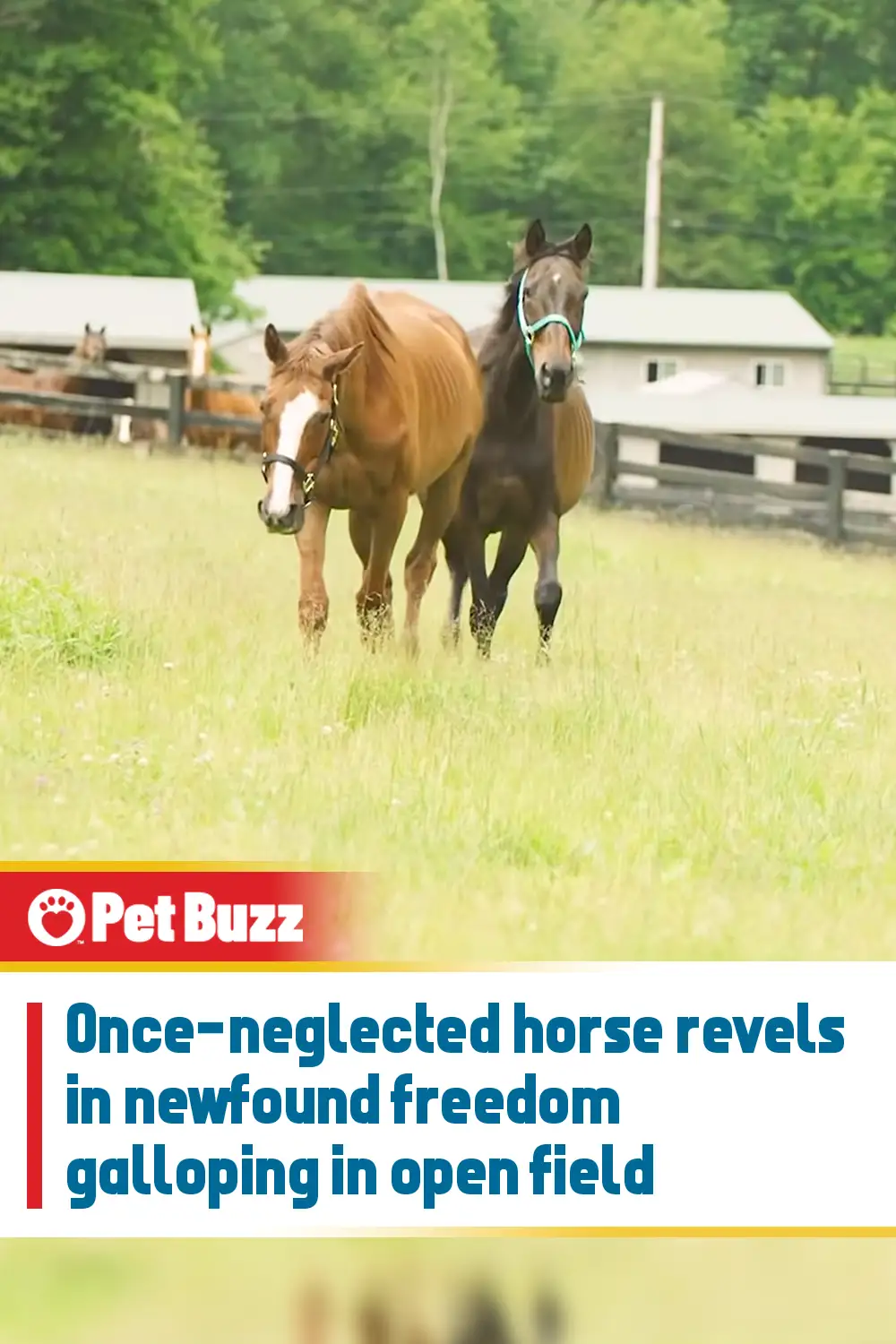 Once-neglected horse revels in newfound freedom galloping in open field
