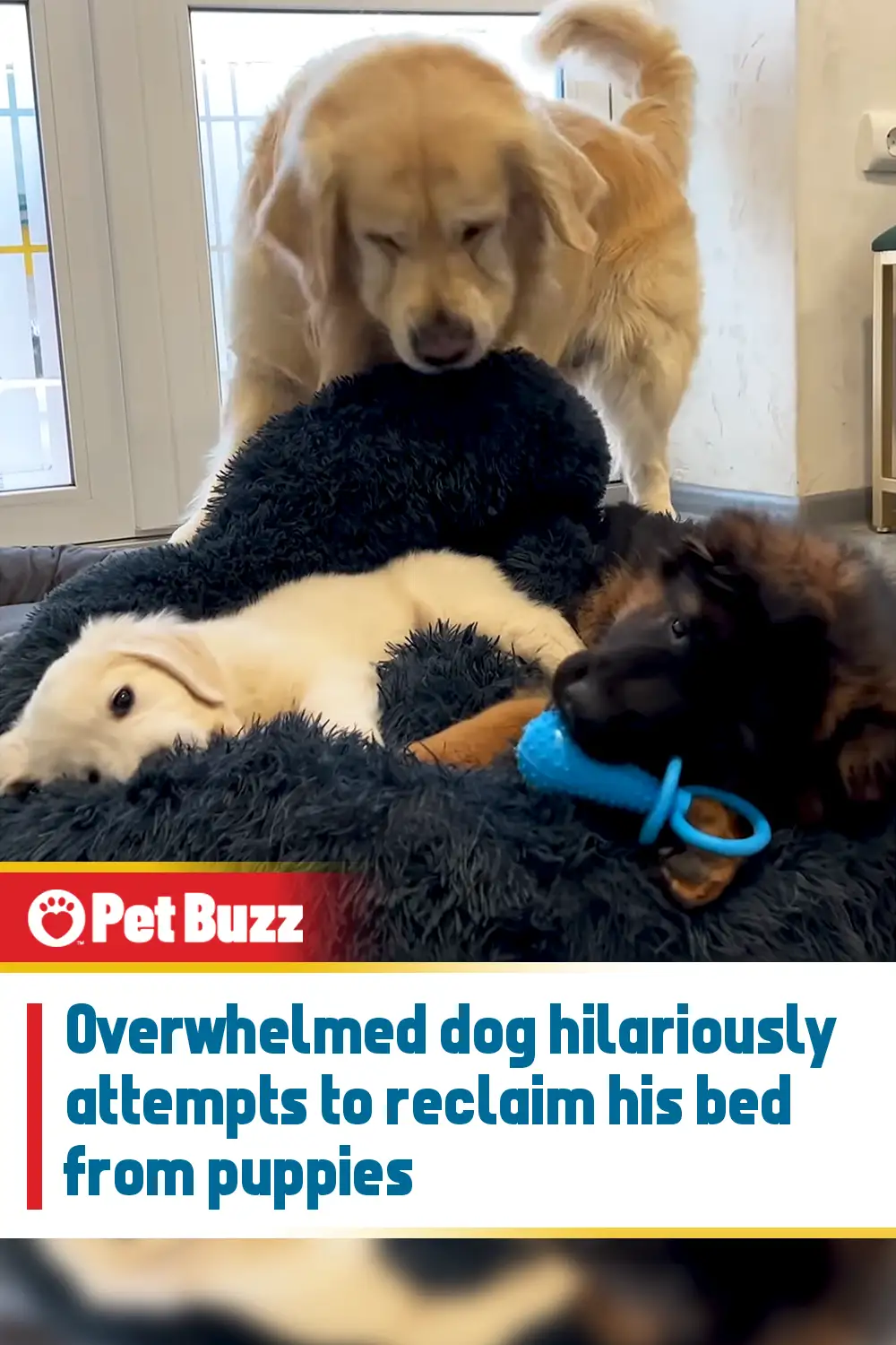 Overwhelmed dog hilariously attempts to reclaim his bed from puppies