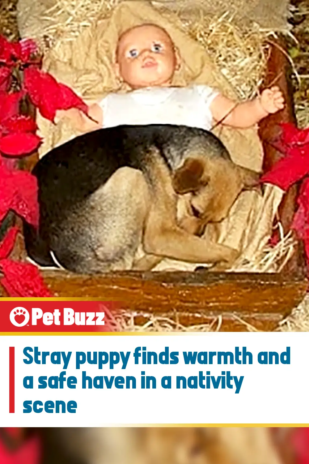Stray puppy finds warmth and a safe haven in a nativity scene