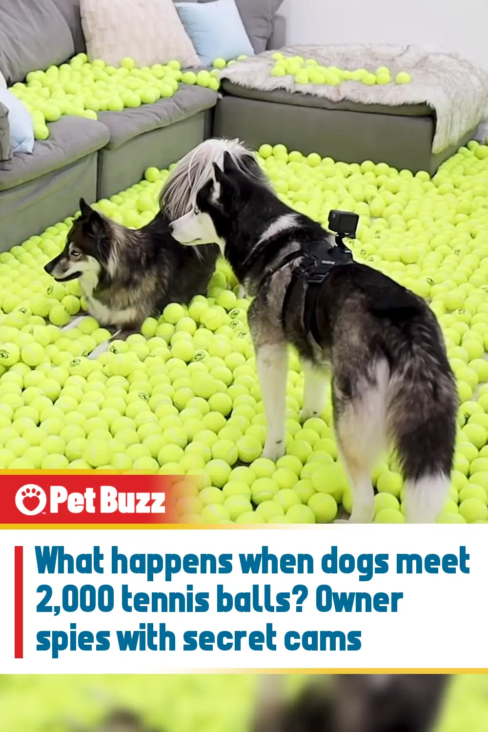What happens when dogs meet 2,000 tennis balls? Owner spies with secret cams