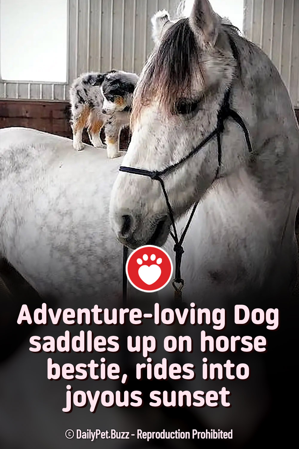 Adventure-loving Dog saddles up on horse bestie, rides into joyous sunset