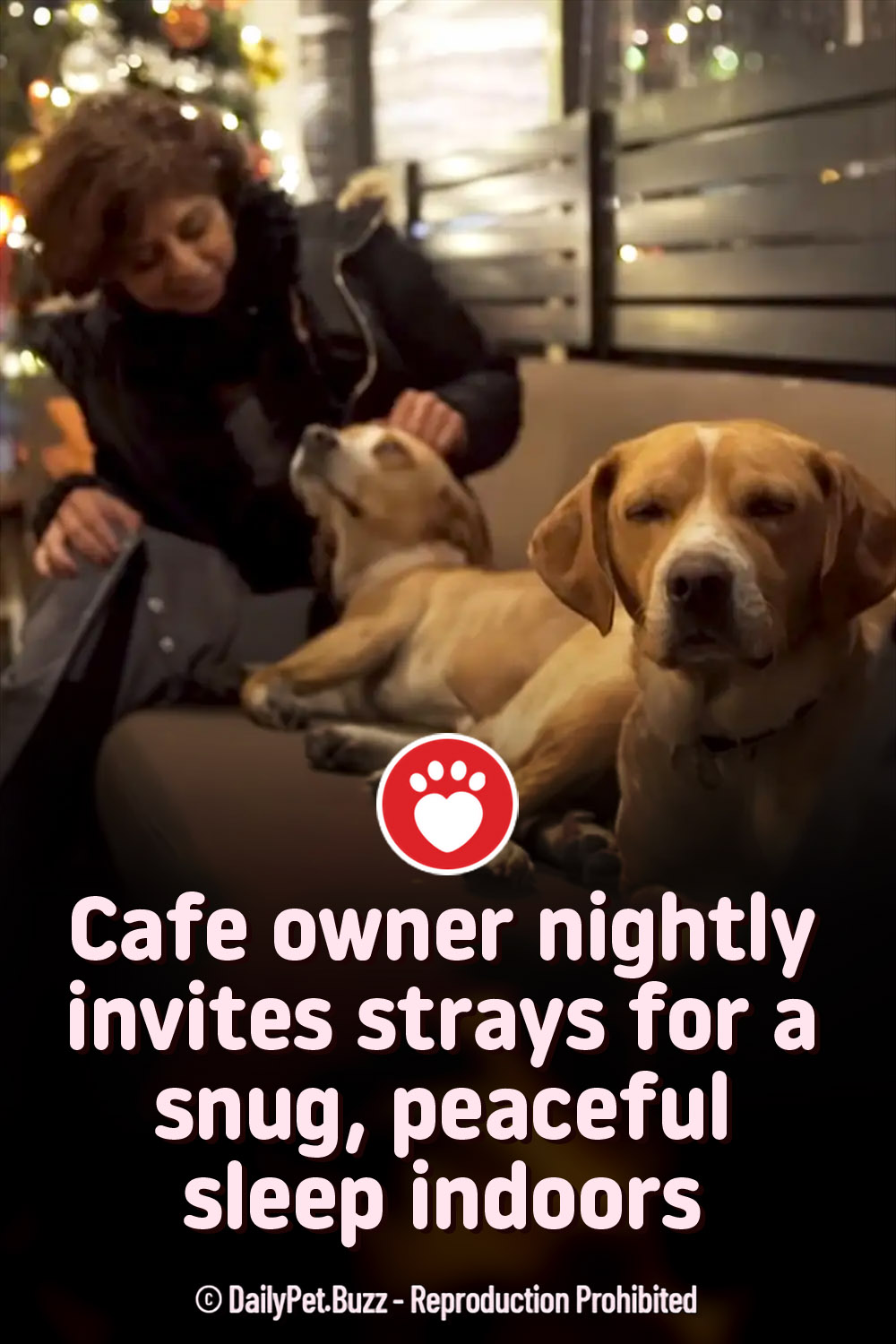 Café owner nightly invites strays for a snug, peaceful sleep indoors