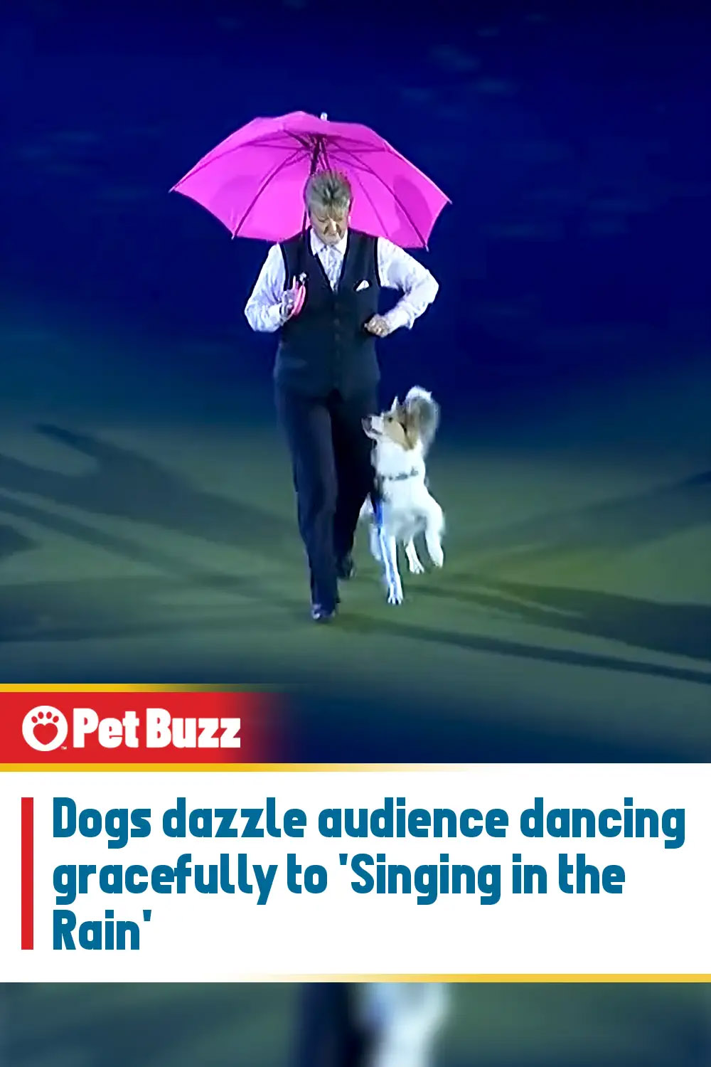 Dogs dazzle audience dancing gracefully to \'Singing in the Rain\'