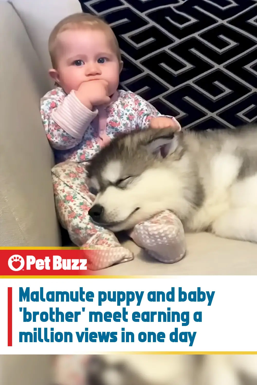 Malamute puppy and baby \'brother\' meet earning a million views in one day