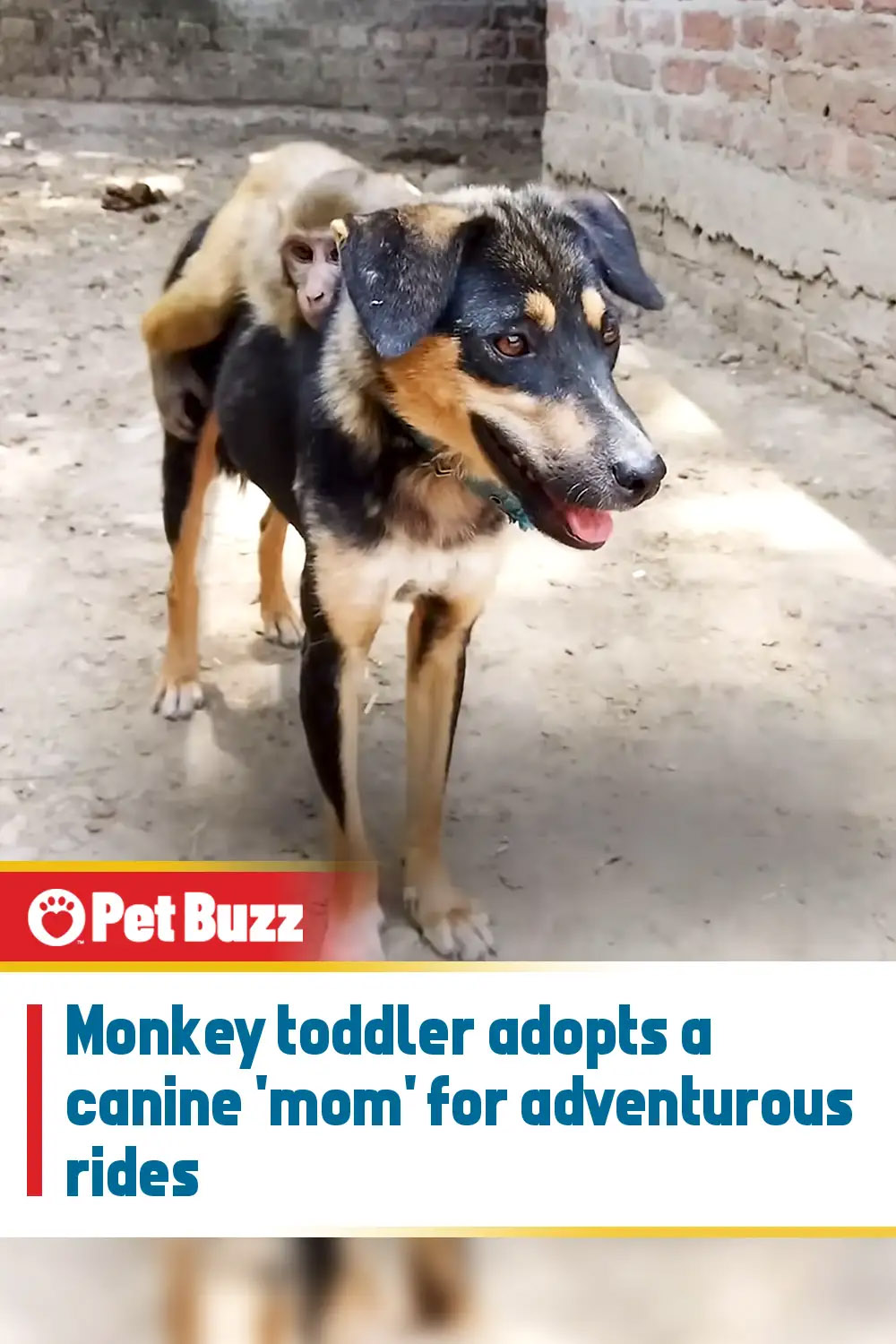 Monkey toddler adopts a canine \'mom\' for adventurous rides