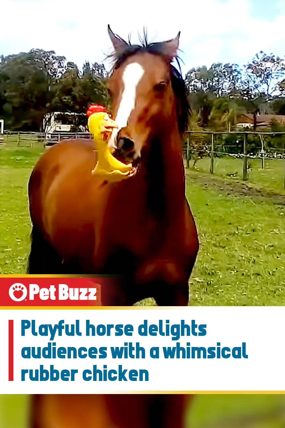 Playful horse delights audiences with a whimsical rubber chicken
