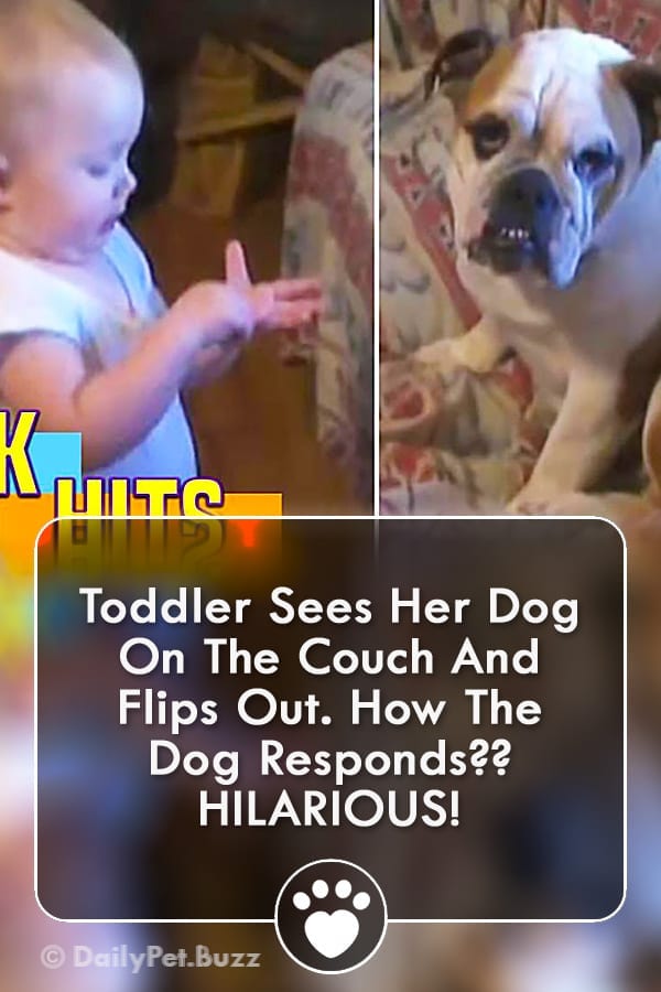 Toddler Sees Her Dog On The Couch And Flips Out. How The Dog Responds?? HILARIOUS!