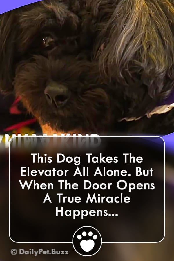 This Dog Takes The Elevator All Alone. But When The Door Opens A True Miracle Happens...