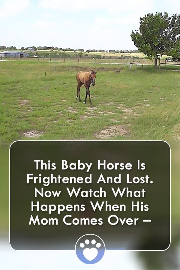 This Baby Horse Is Frightened And Lost. Now Watch What Happens When His Mom Comes Over –