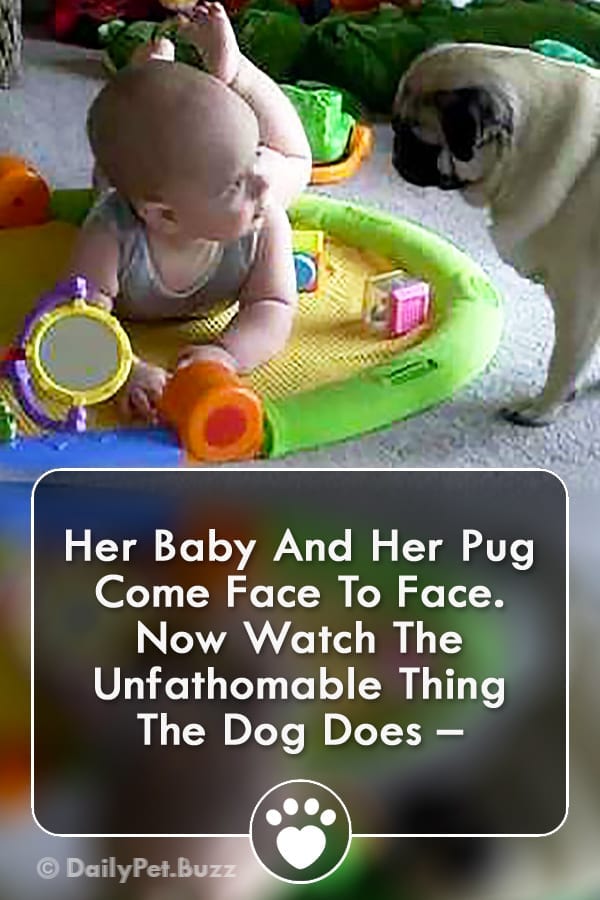 Her Baby And Her Pug Come Face To Face. Now Watch The Unfathomable Thing The Dog Does –