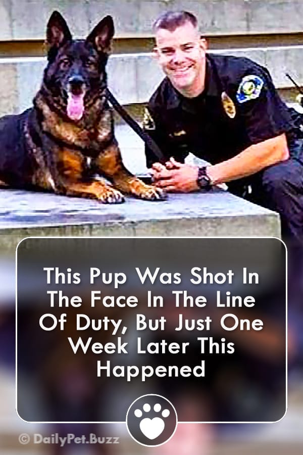 This Pup Was Shot In The Face In The Line Of Duty, But Just One Week Later This Happened