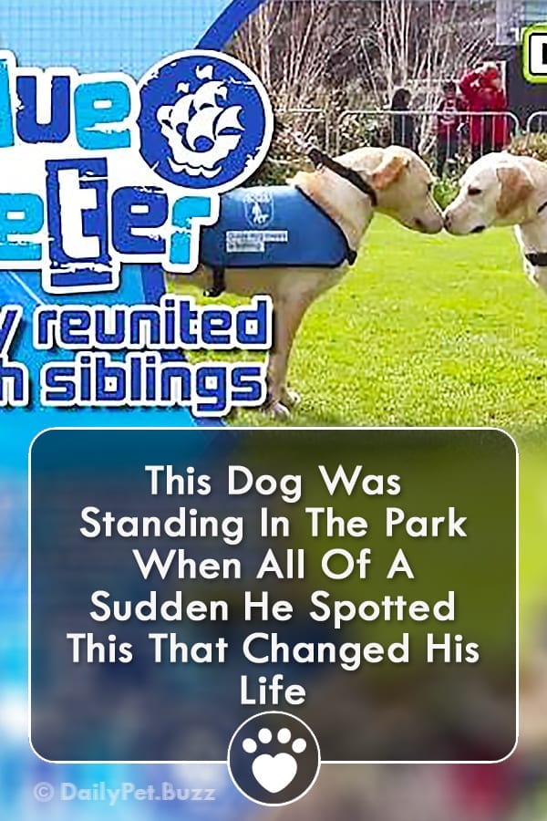 This Dog Was Standing In The Park When All Of A Sudden He Spotted This That Changed His Life