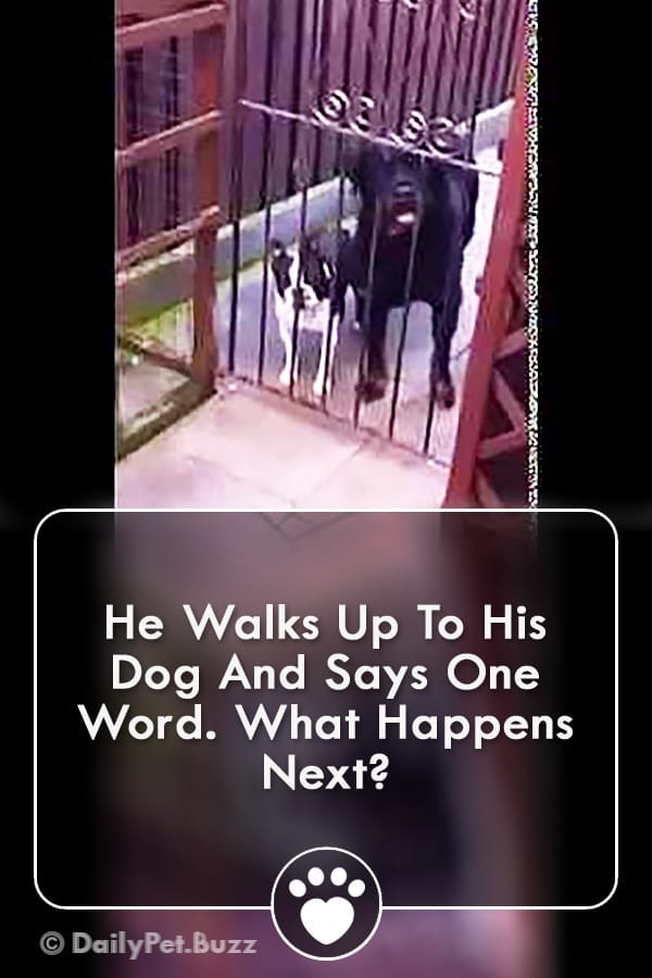 He Walks Up To His Dog And Says One Word. What Happens Next?