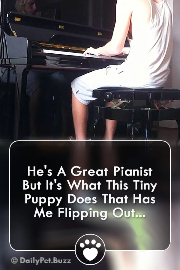 He\'s A Great Pianist But It\'s What This Tiny Puppy Does That Has Me Flipping Out...